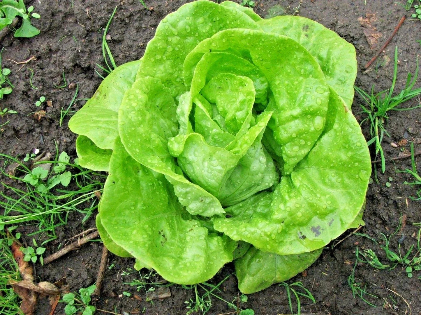 Tom Thumb Lettuce Seeds - Organic Romain Leaf Variety for Containers, Spring & Fall Gardens - Lactuca sativa