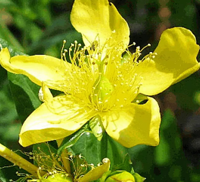 St John's Wort Seeds 500+ Count - Perennial Herb Hypericum perforatum for Garden
