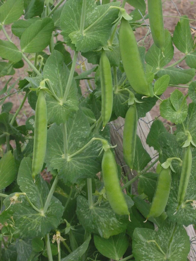Lincoln Shell Garden Pea Seeds Non-GMO Sweet Homesteader Variety Pisum sativum