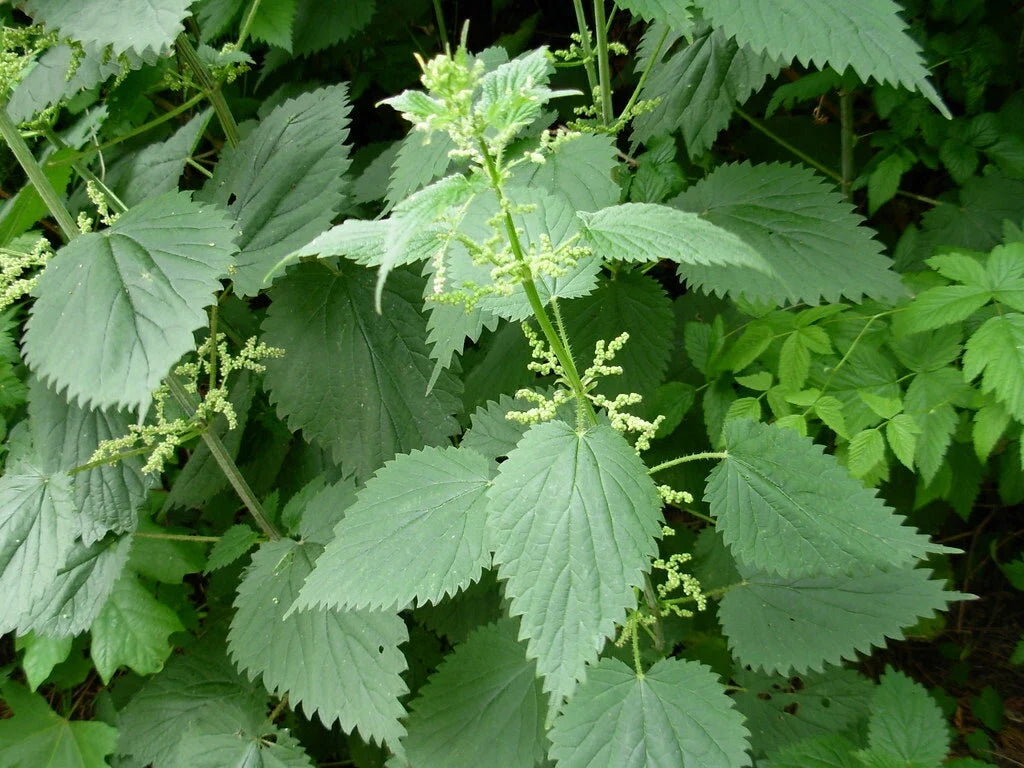 Stinging Nettle Seeds - Organic Urtica dioica Herbal Plant for Medicinal Use, 100 Seeds