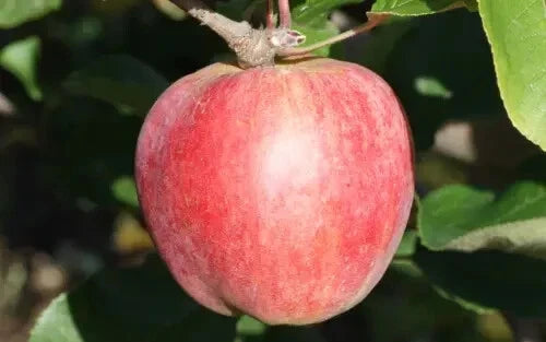 Yarlington Mill Apple Seeds - 25+ Heirloom Malus domestica Garden Seeds for Growing Fruit & Cider