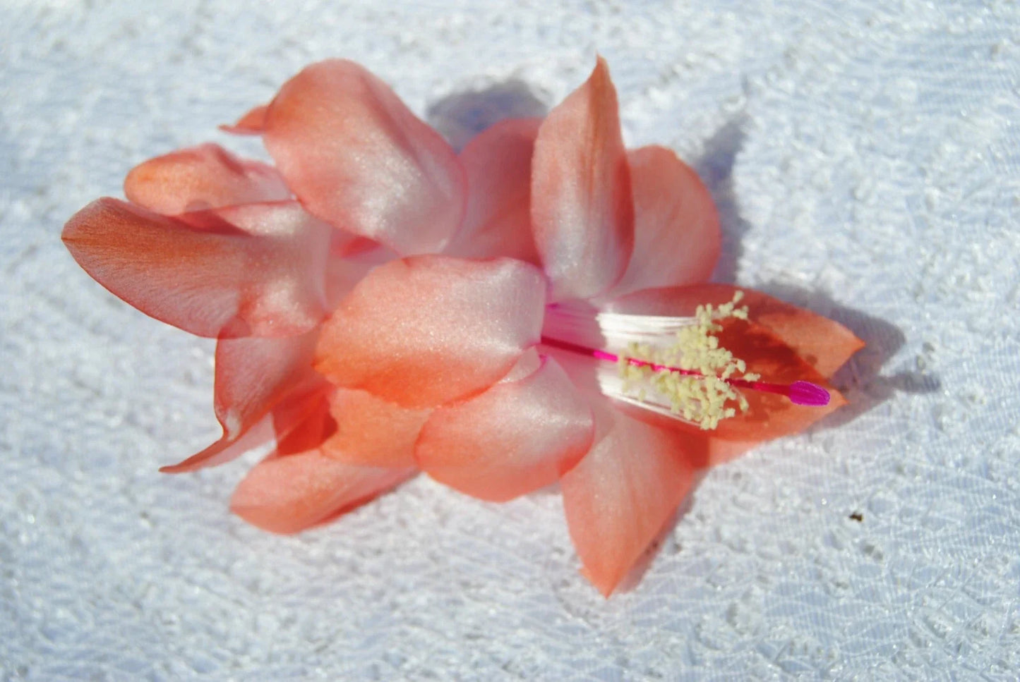 Christmas Cactus Starter Plant – Georgia Peach – Schlumbergera Truncata – Well Rooted Indoor Gardening Plant