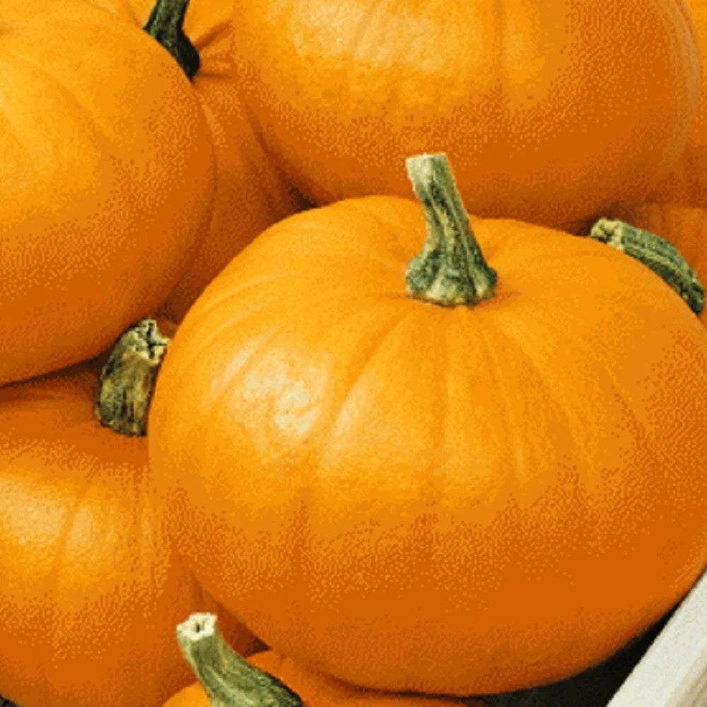 Spookie Pumpkin Seeds Heirloom Cucurbita pepo Non-GMO Garden Seeds for Fall Harvest