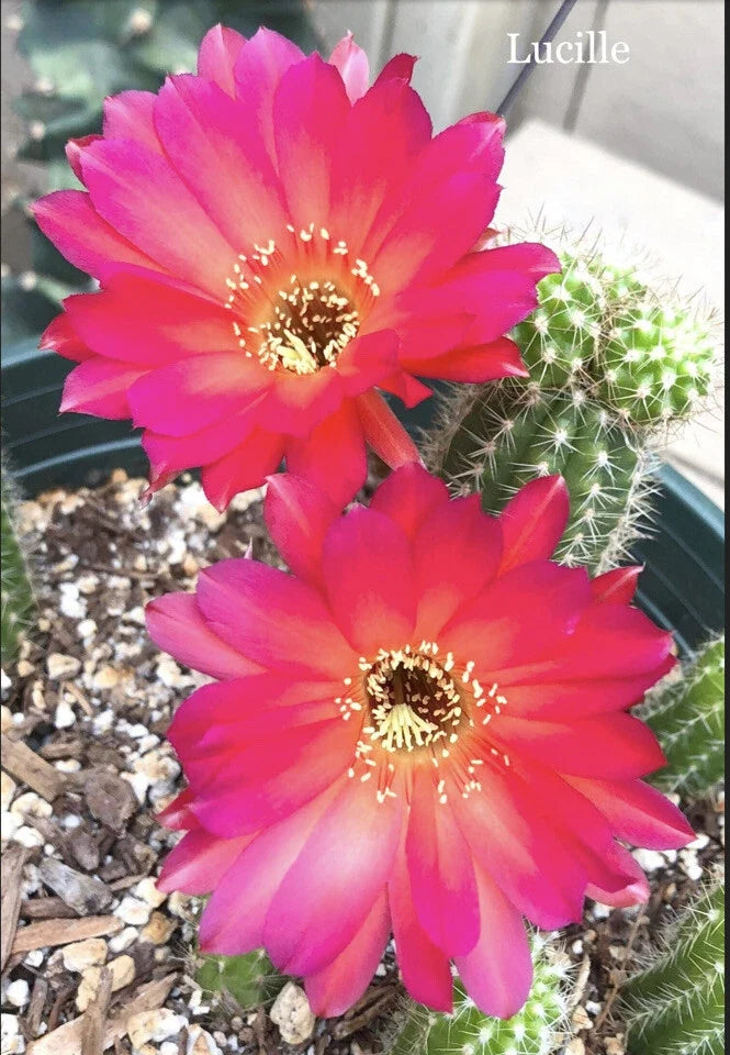 Lucille Peanut Cactus Plant - Chamaecereus silvestrii Rare European Hybrid Rooted Cactus in 4-Inch Pot