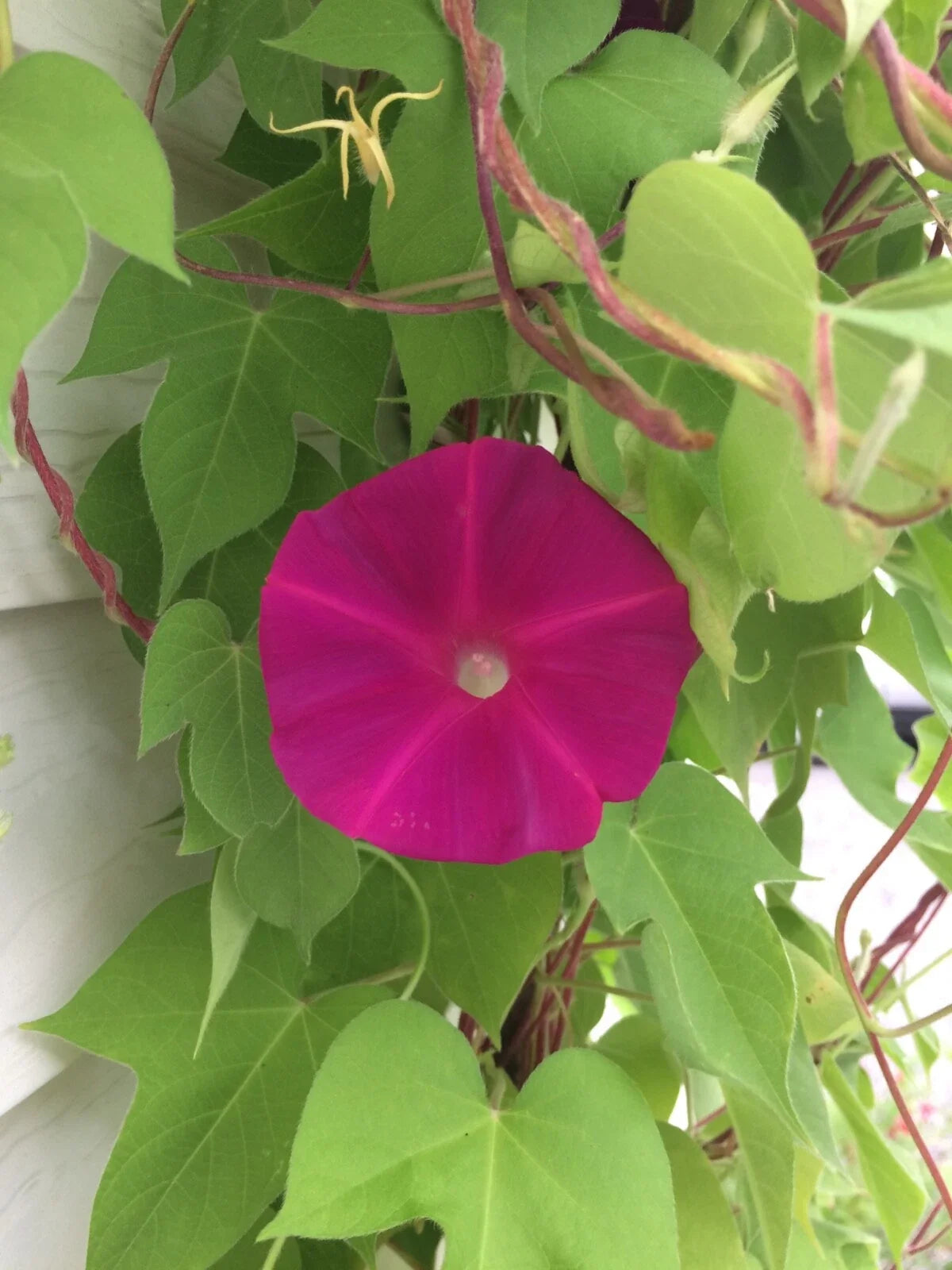 Morning Glory Seeds - Dark Pink - Pack of 20 - Ipomoea purpurea, Vibrant Trumpet Flowers, Attracts Pollinators