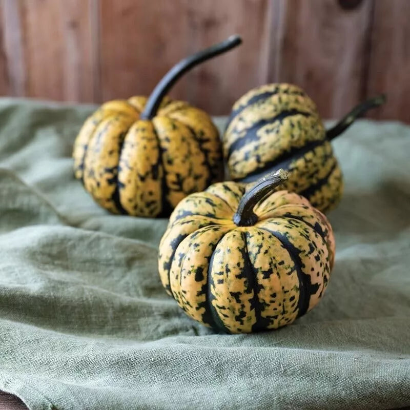 Honey Bun Acorn Squash Seeds - 10 Heirloom Cucurbita pepo Seeds for Compact Gardens