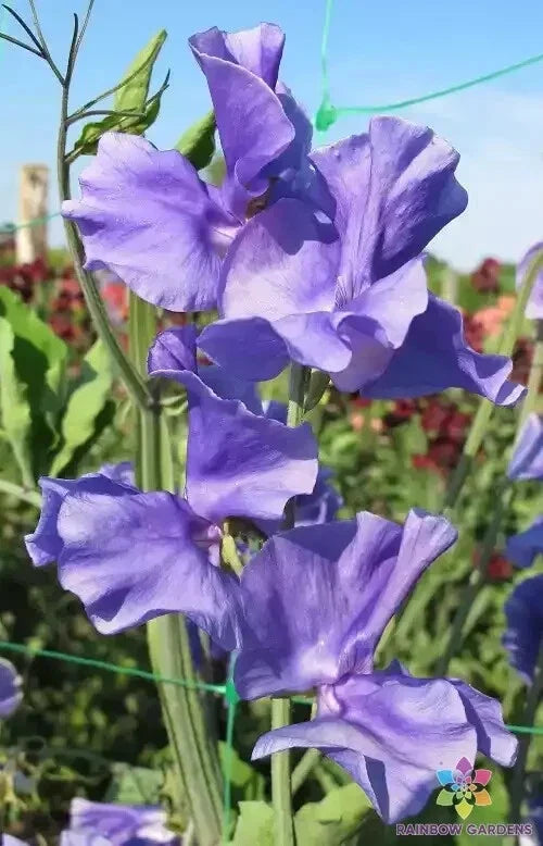 Blue Danube Sweet Pea Seeds - 50+ Pack, Vibrant Blue Flowers, Fragrant Blooms, Lathyrus odoratus, Garden Planting, Organic, USA