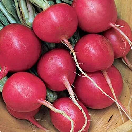 Cherry Belle Radish Seeds – Heirloom Non-GMO Raphanus sativus, AAS Winner, Compact Annual, Crisp & Fast-Growing Seed Packet