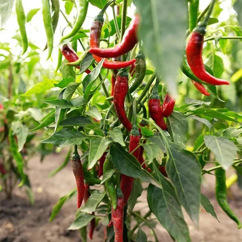 Hot Red Chilli Pepper Seeds - 100 Organic Capsicum annuum Seeds - USA Grown
