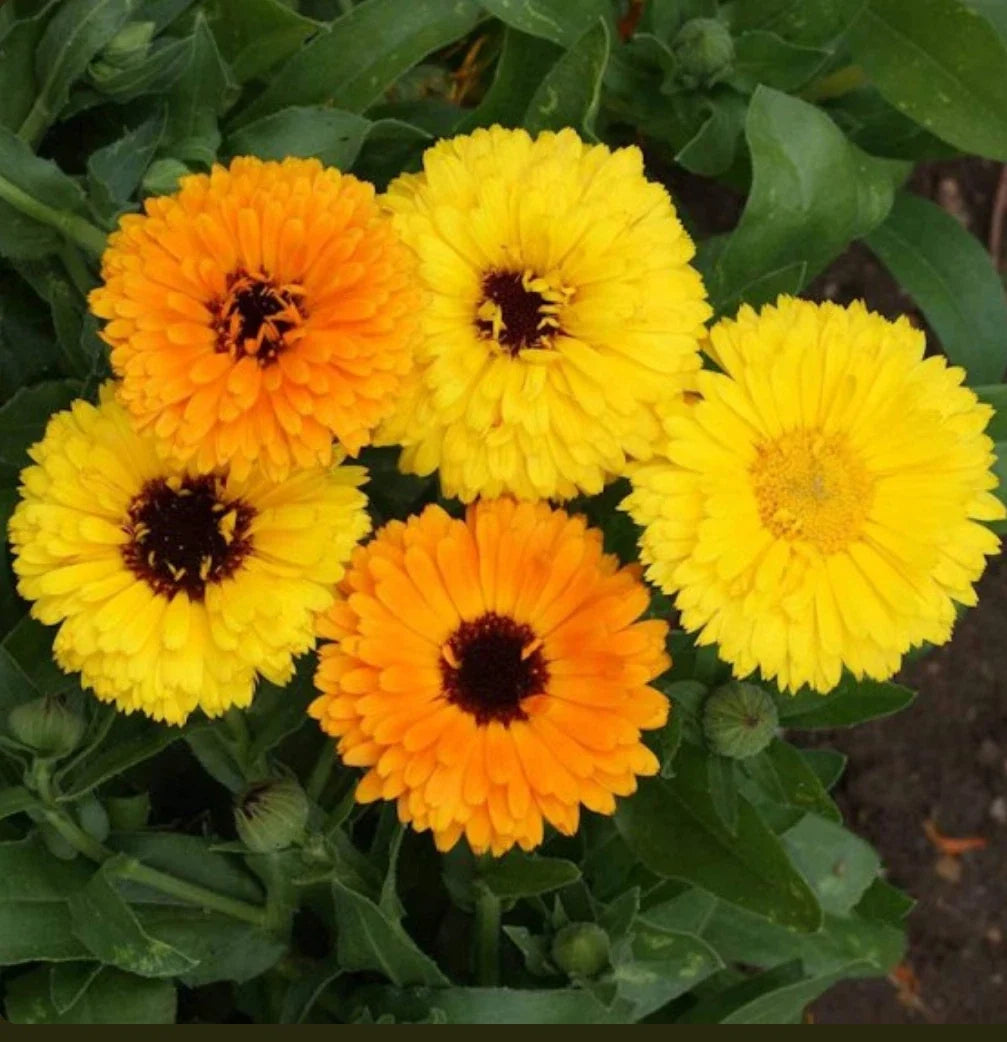 Calendula Seeds - Fiesta Gitana Dwarf Mix Edible Heirloom Flowers - 200 Count - Calendula officinalis
