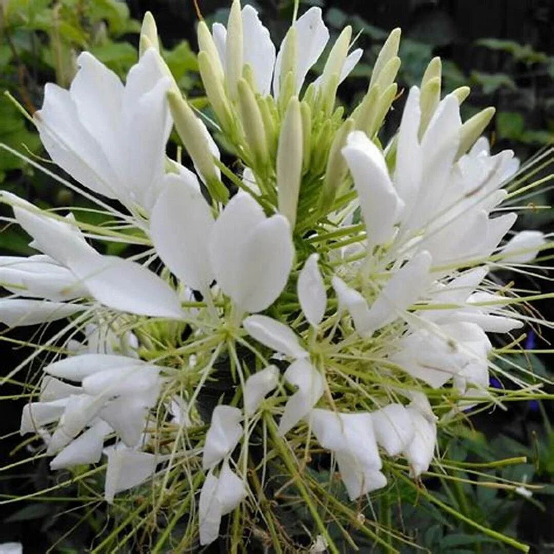 White Queen Spider Seeds - 100 Count Clome Spinosa Perennial - Bee Attracting Garden Seeds
