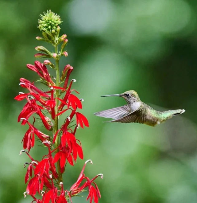 Cardinal Flower Seeds 1000 Non-GMO Lobelia cardinalis Perennial for Wet Areas, Red Hummingbird Plant