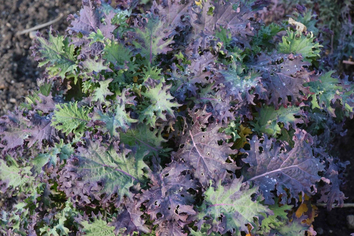 Red Russian Kale Seeds - NON-GMO Ragged Jack Variety, Antioxidant-Rich Heirloom Gardening Seeds