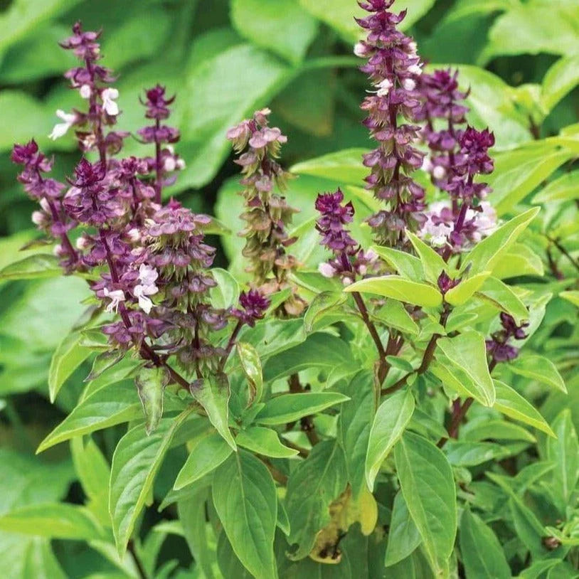 Anise Basil Seeds - 100 Pack, Ocimum basilicum anethole, Aromatic Herb for Culinary Use, Full Sun, Non-GMO