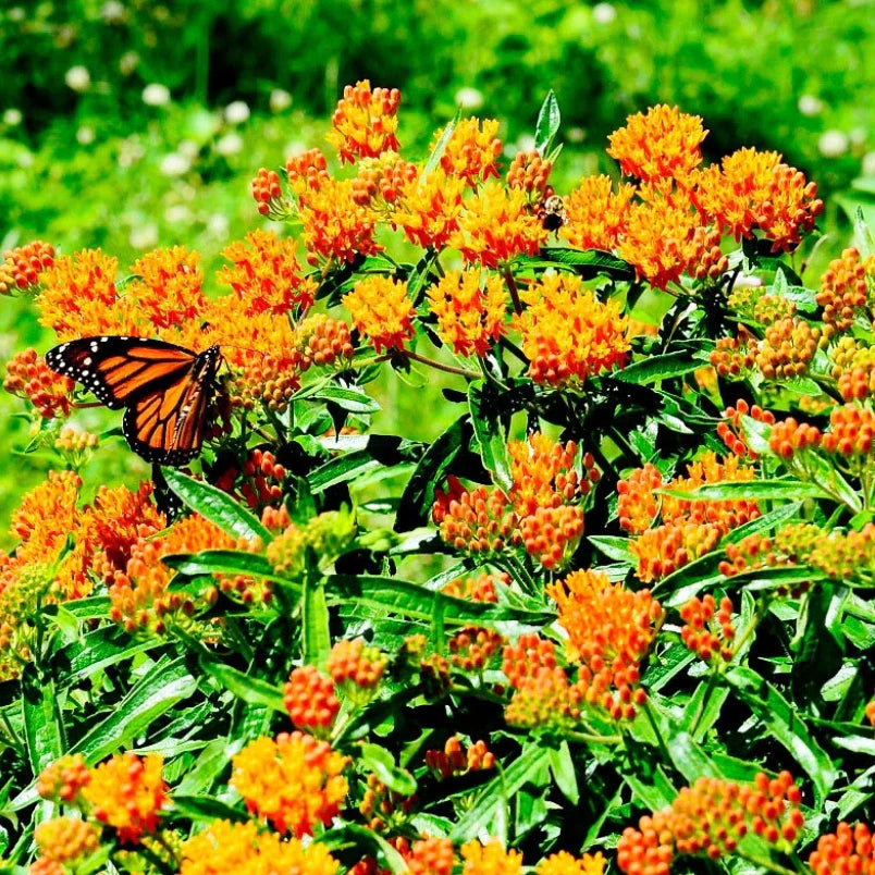 Milkweed Seeds - 100 Pack - Orange Asclepias tuberosa - Monarch Butterfly Host Plant for Pollinators
