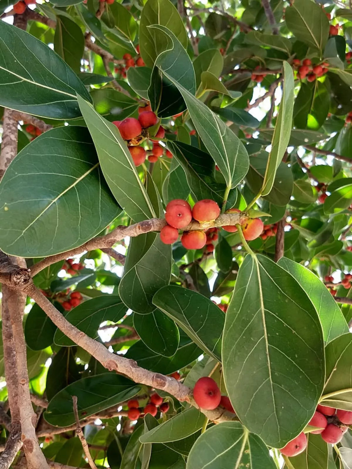 Banyan Fig Seeds - 50+ Premium Ficus benghalensis Seeds for Indoor & Outdoor Gardening
