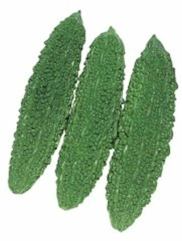 Bitter Gourd Seeds Futo - Spindle Heirloom Non-GMO Gardening Seeds for Home Growers, Cucurbita max.