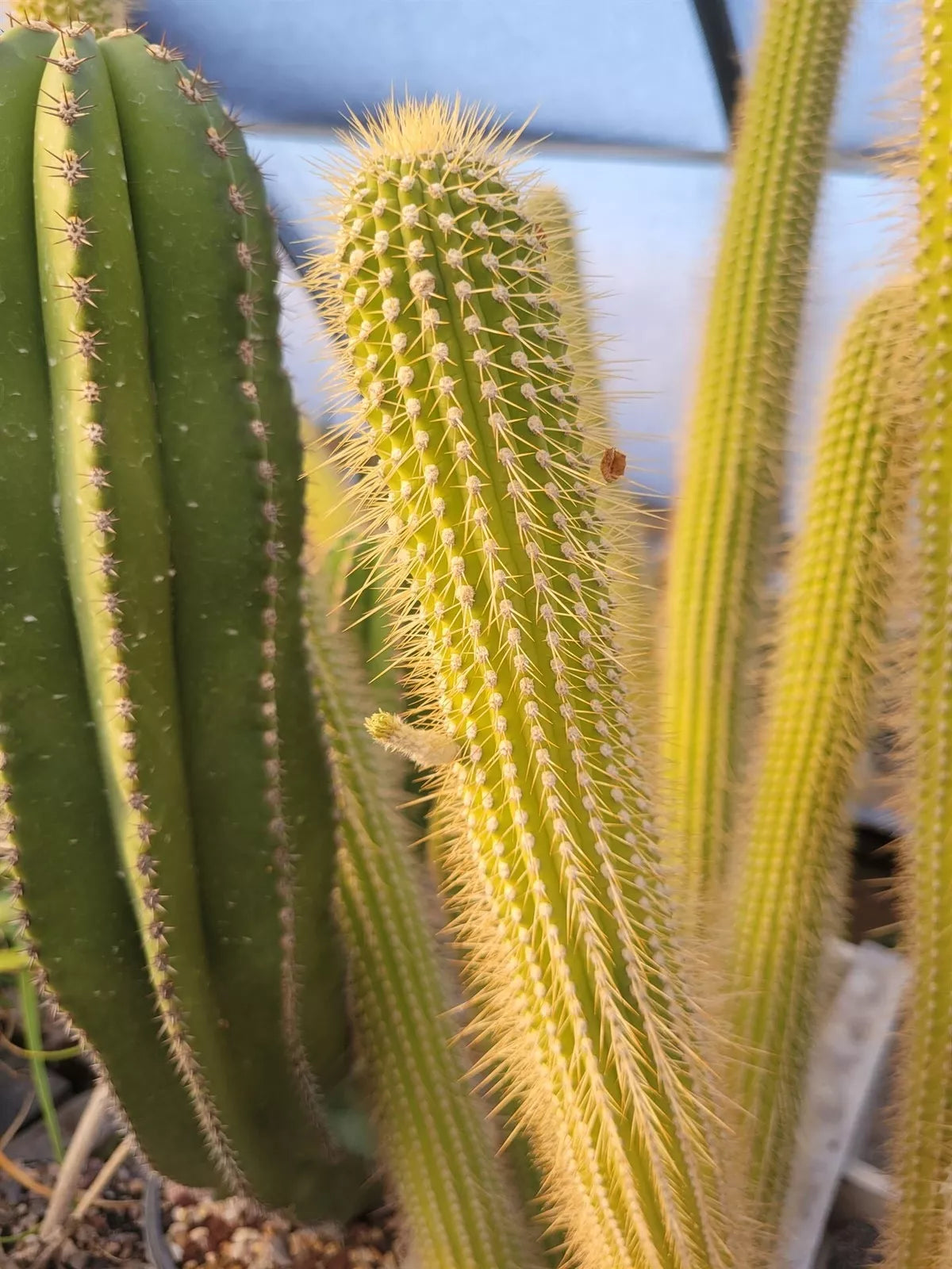 Cleistocactus Tominensis ssp. Micropetalus Succulent Plant – Rare Desert Cactus with Yellow Flowers, Indoor/Outdoor, Drought Tolerant