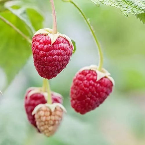 Red Raspberry Seeds - 200 Count, Rubus idaeus, Delicious Variety, Grown in USA, Perfect for Garden & Containers