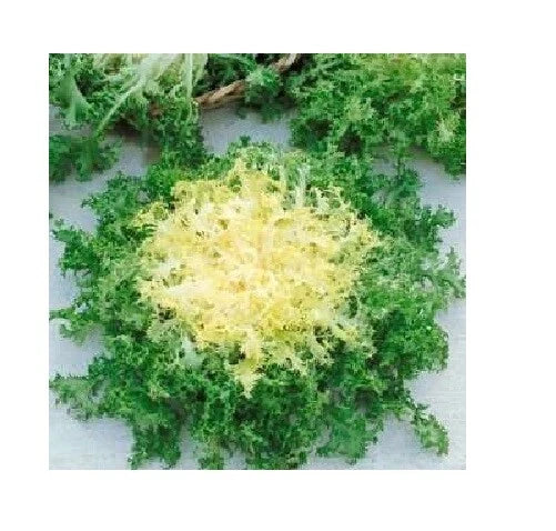 Green Curled Ruffle Endive Seeds – Heirloom Cichorium endivia for Salad & Garnishes, 200-8000 Seeds
