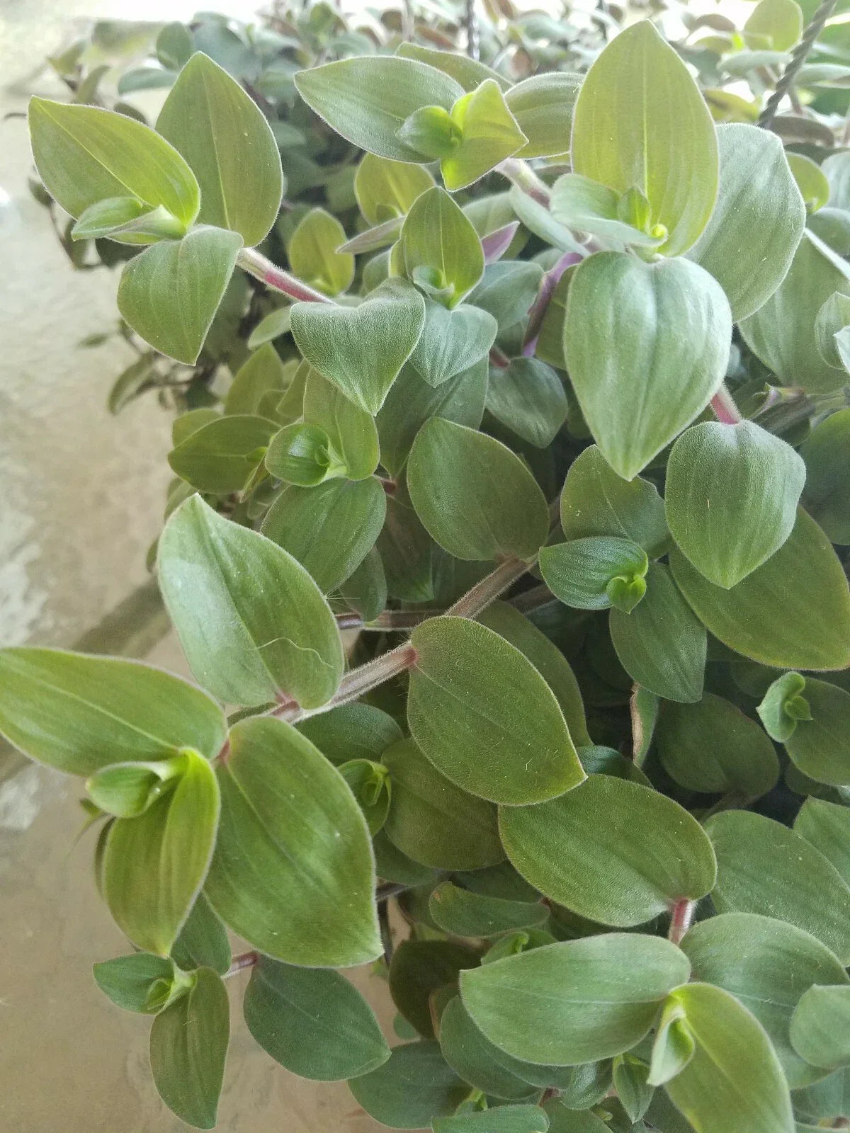 Baby Bunny Bellies Tradescantia Zebrina - 4" Basket - Fast-Growing Houseplant