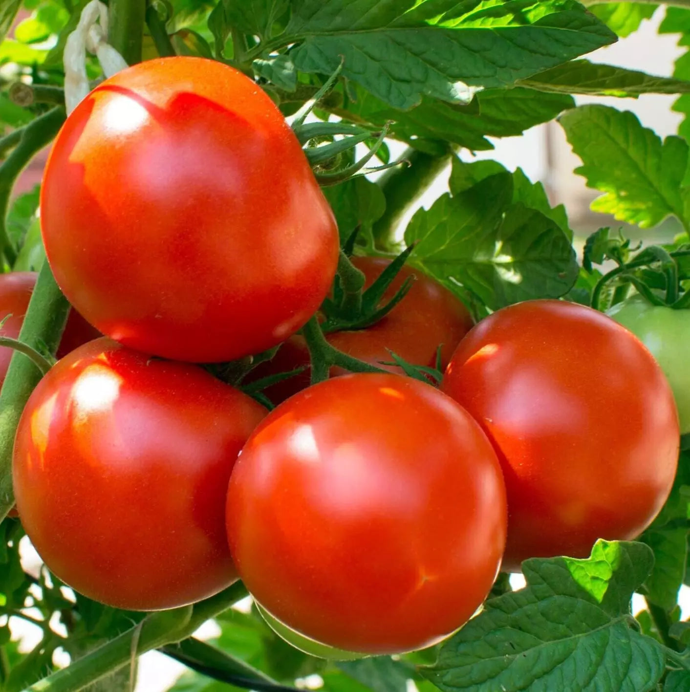 Oregon Spring Tomato Seeds - 50+ Count Determinate Vegetable Seeds