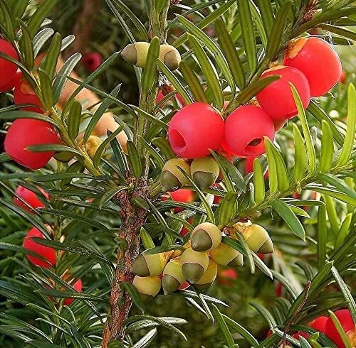 English Yew Tree Seeds - 10 Pack, Taxus baccata, Evergreen Conifer for Hedges & Topiary
