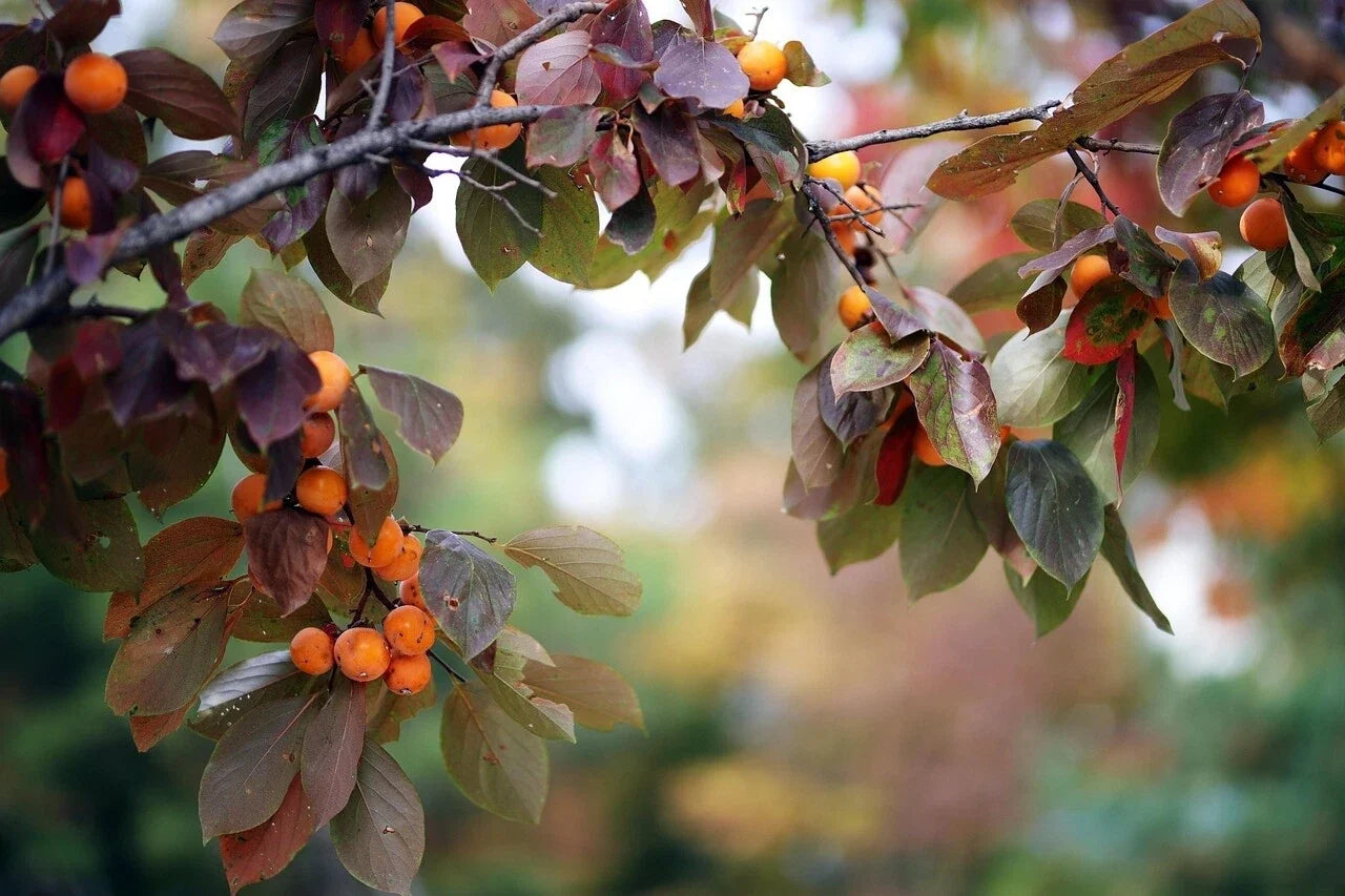 Japanese Persimmon Seeds - Diospyros Kaki Fruit Tree Seeds for Garden, Hardy, Deciduous, 15 Pack