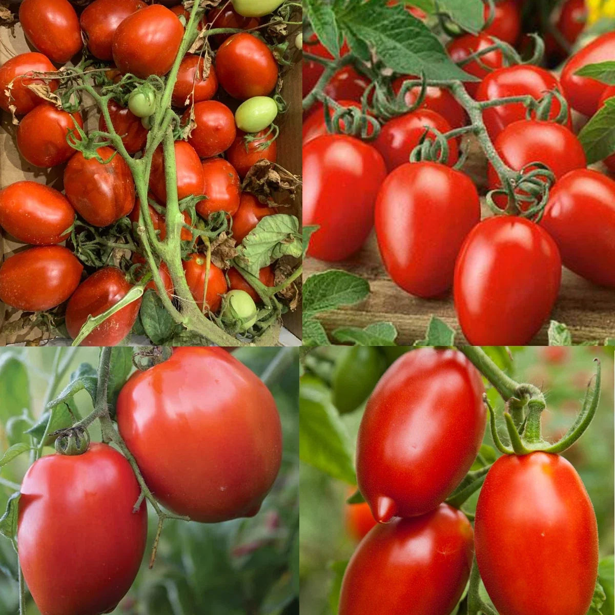 Canning Tomato Seeds Mix – Heirloom Paste & Sauce Varieties – Non-GMO, Indeterminate, 100 Seeds, Solanum lycopersicum