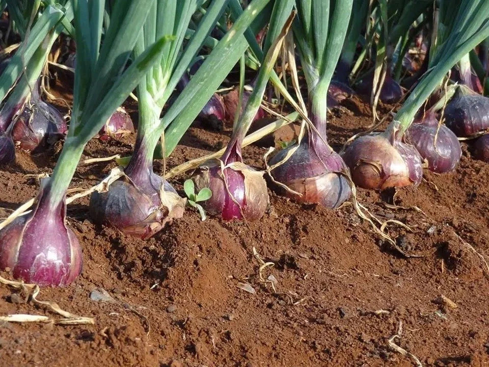 Red Creole Onion Seeds - Short Day Allium cepa - Root Rot Resistant, High Germination, Long Shelf Life, Perfect for Garden Beds & Containers