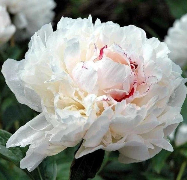 Peony Bare Root Plant - Festiva Maxima - Fragrant White Flowers - Paeonia lactiflora - Outdoor Garden Perennial