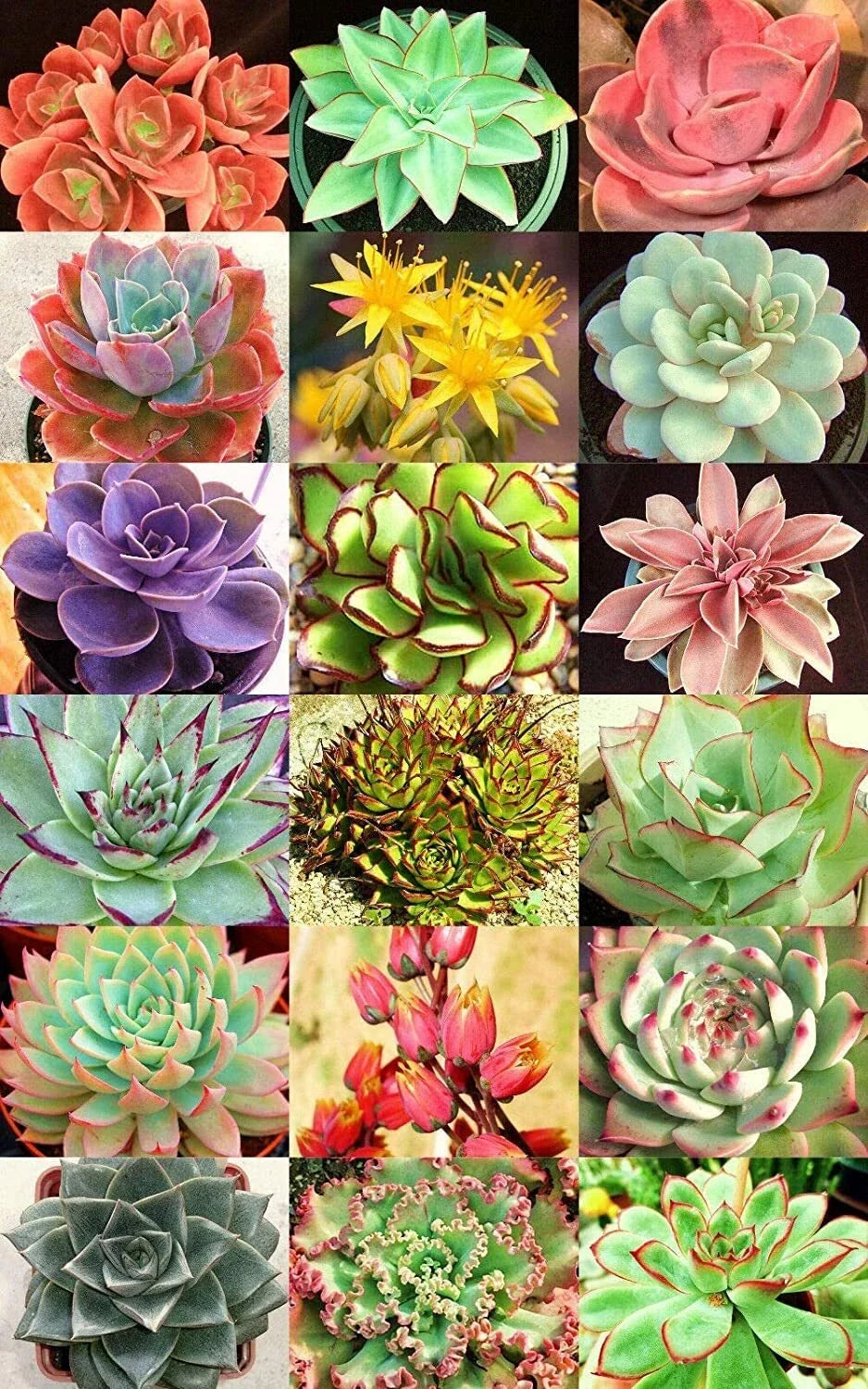 Succulent Seeds Mix - 30+ Echeveria Varieties - Cacti & Succulents Seeds for Indoor & Outdoor Gardens