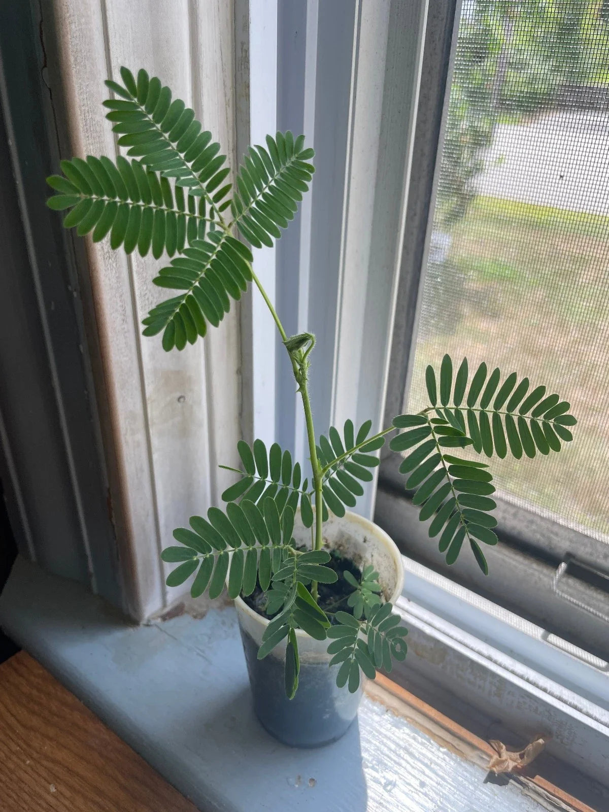 Mimosa Pudica Live Plant - Touch-Sensitive Indoor/Outdoor Garden Decor, Easy Care, Low Maintenance, 12-18 Inches