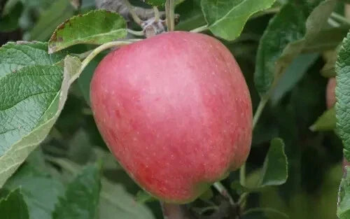 Chieftain Apple Seeds - 25+ Pack, Malus domestica, Non-GMO, USA Grown, for Home Garden & Orchard Planting