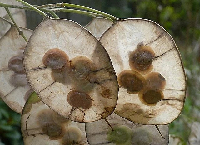 Silver Dollar Seeds 50 Pack Lunaria Annua Purple Flowers Easy to Grow Garden Seed