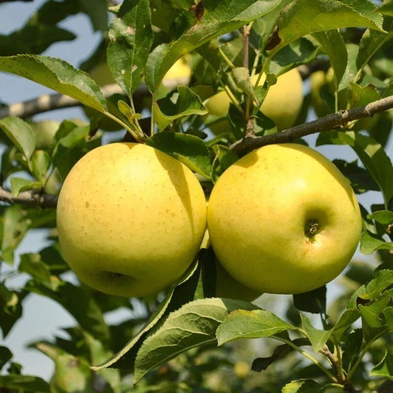 Golden Delicious Apple Tree, Bare Root, Self-Pollinating, Malus domestica, Fruit Tree for Home Garden & Orchard