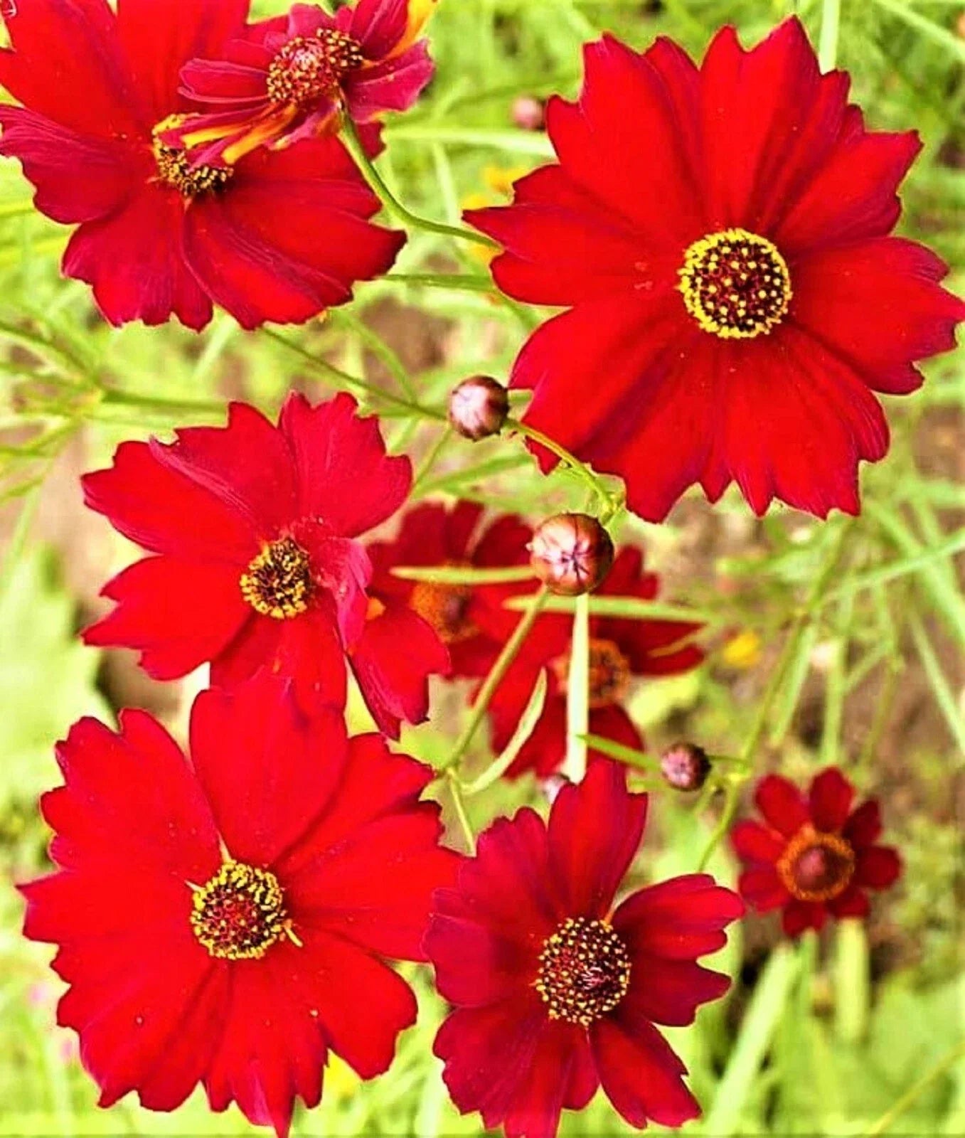 Dwarf Coreopsis Seeds - 1,000+ Non-GMO Red Plains Variety | Coreopsis tinctoria