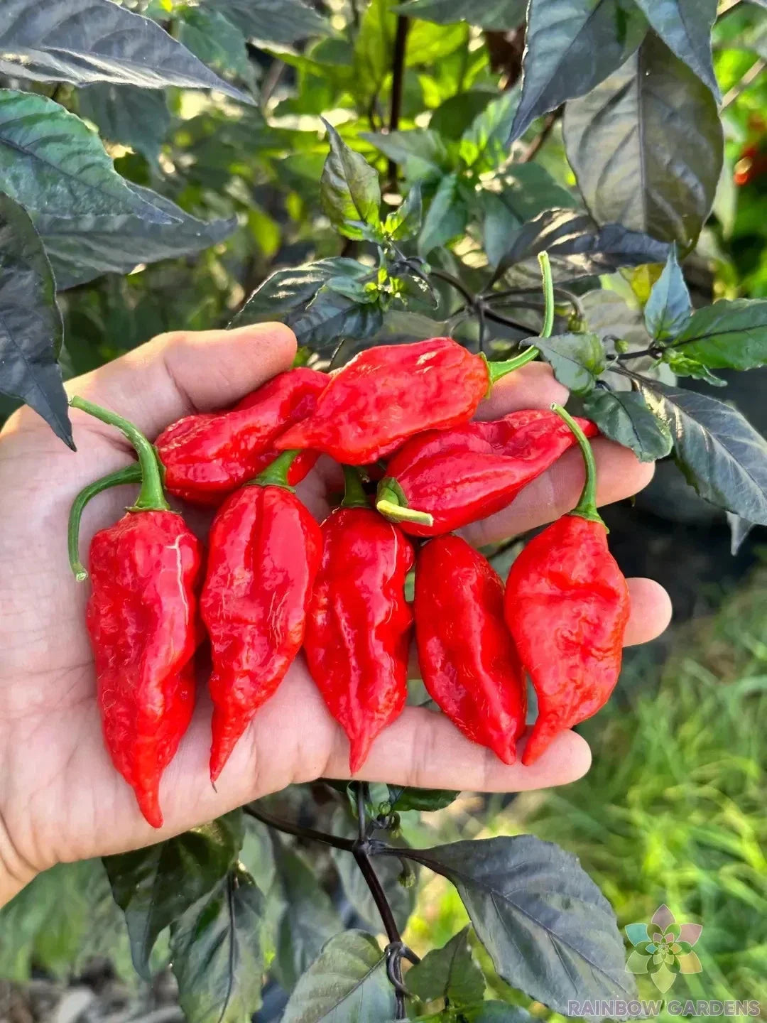 Dorset Naga Hot Pepper Seeds – 25+ Pack, Capsicum chinense, Fiery Culinary Peppers, Garden Planting, USA Grown