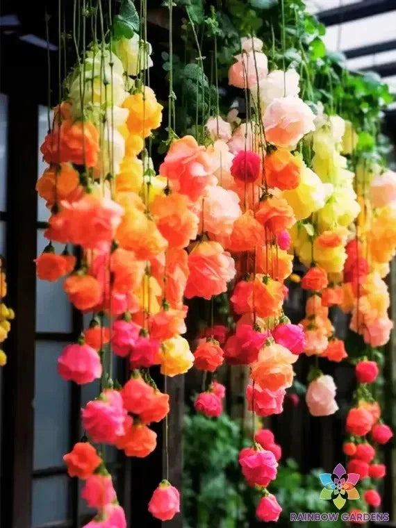 Rainbow Weeping Begonia Seeds - 25+ Pack | Begonia x tuberhybrida