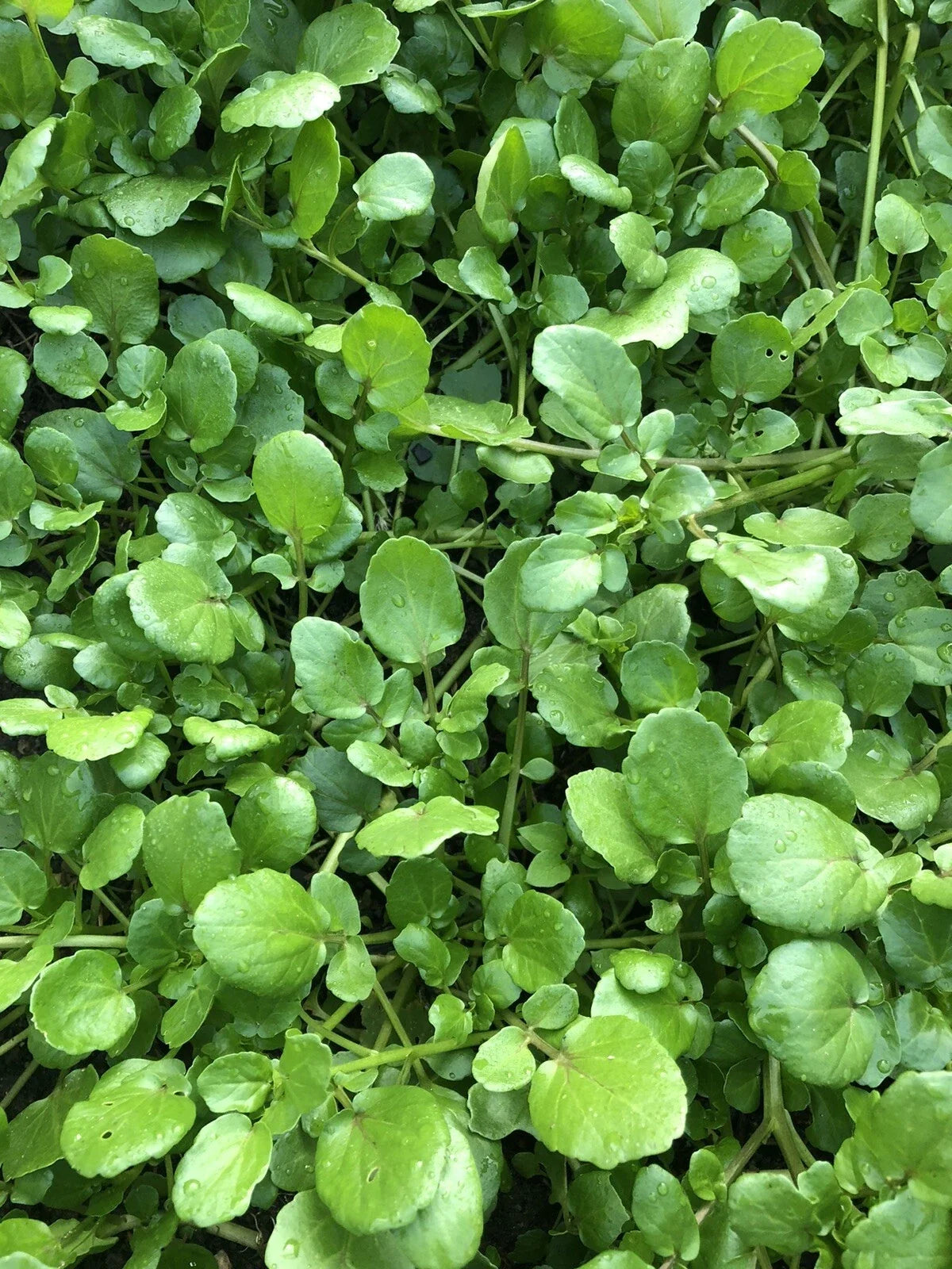 Live Watercress Plant with Roots for Aquarium and Garden | Nasturtium officinale Fresh Vegetables