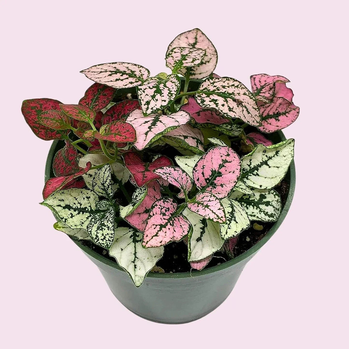 Tricolor Polka Dot Plant - Hypoestes - Colorful Indoor House Plant in 2" Pot