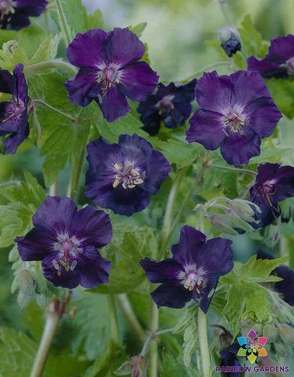 Dark Form Geranium Seeds – Pelargonium spp. – Vibrant Deep Purple and Red Blooms for Garden, Container, and Border Planting
