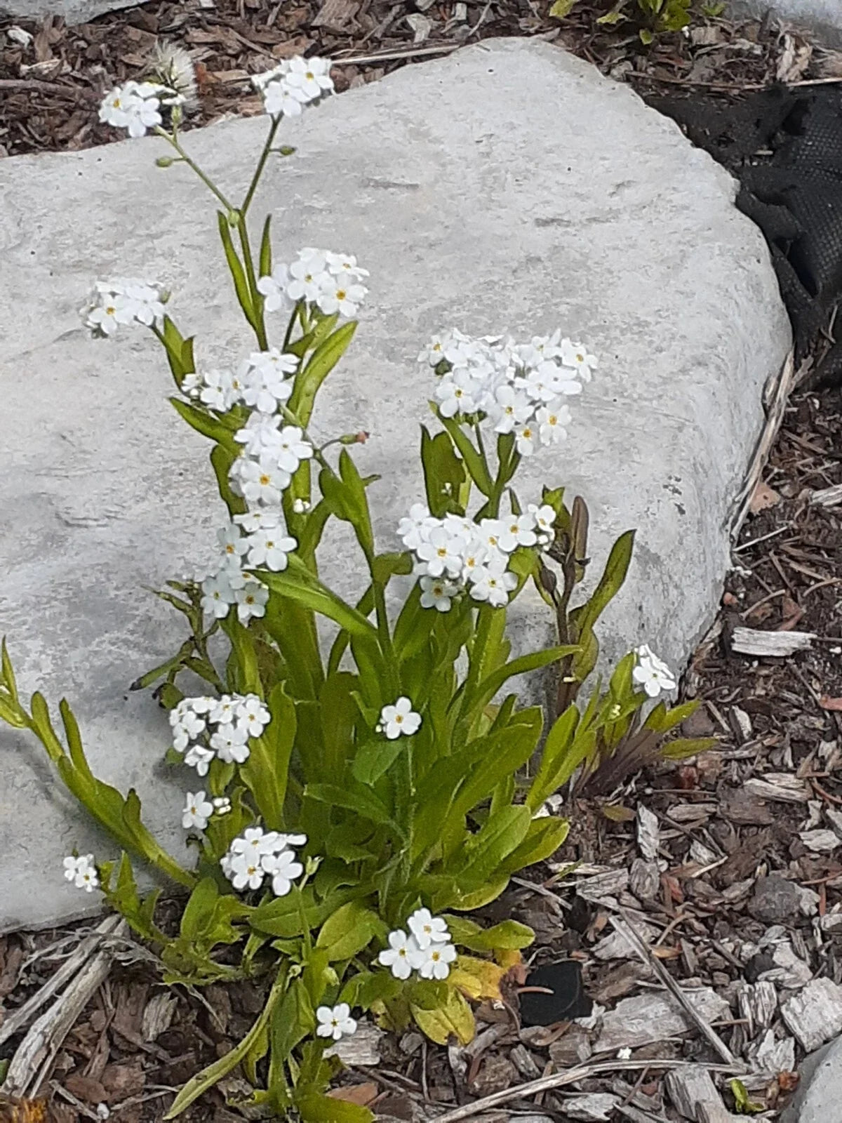 White Forget-me-not Seeds, Perennial Flowers, 25+ Seeds for Gardening, Myosotis spp.