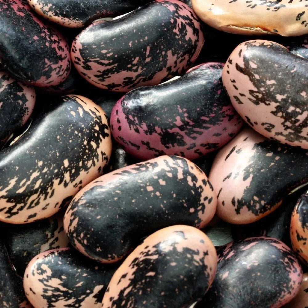 Scarlet Runner Bean Seeds | NON-GMO Phaseolus coccineus | Fresh Garden Seeds