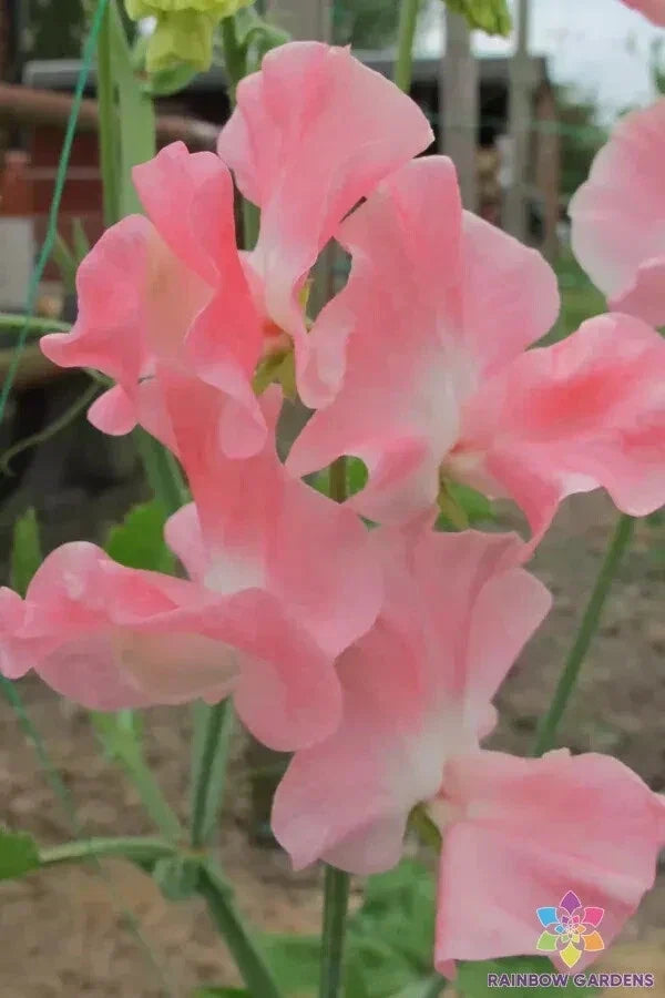 Sweet Pea Seeds - 50+ Pack - Lauren Landy Variety - Fragrant Climbing Flower - Lathyrus odoratus - USA Grown