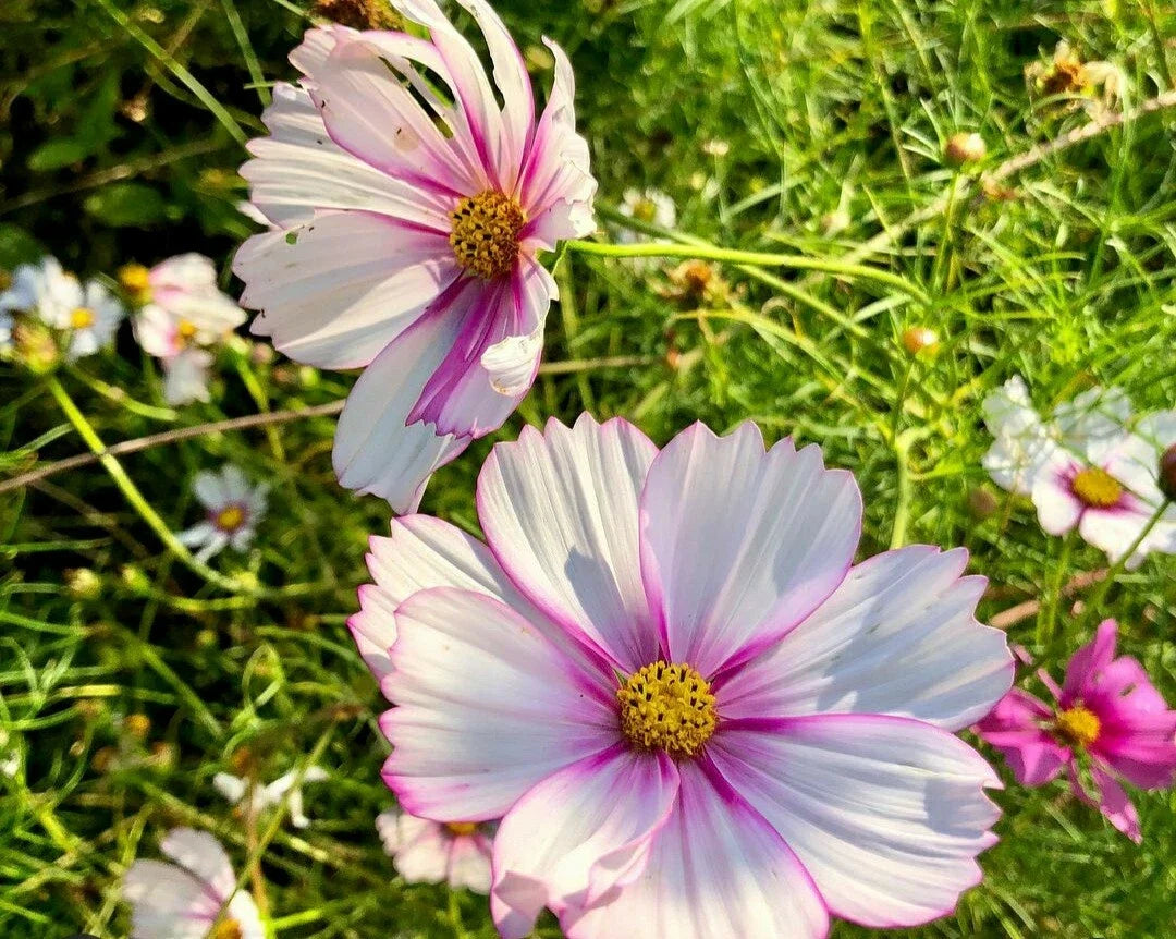 Cosmos Flower Seeds - Daydream Variety - 40 Seeds - Vibrant Pink, Orange & Yellow Annuals for Garden, Landscape, Containers - Cosmos bipinnatus