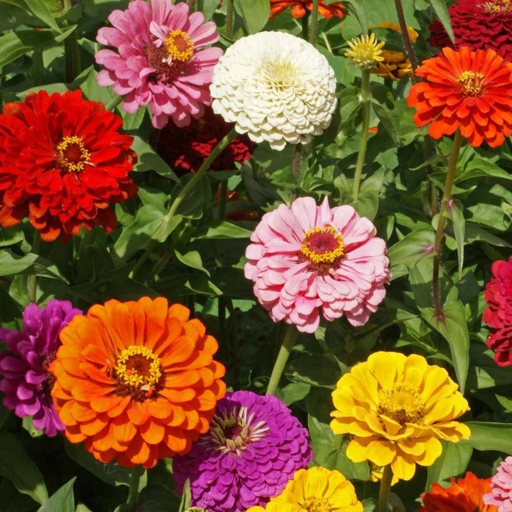 Zinnia Seeds - 100+ State Fair Mix - Colorful Garden Flowers - Zinnia elegans - Bright, Pollinator-Attracting, Non-GMO Seeds