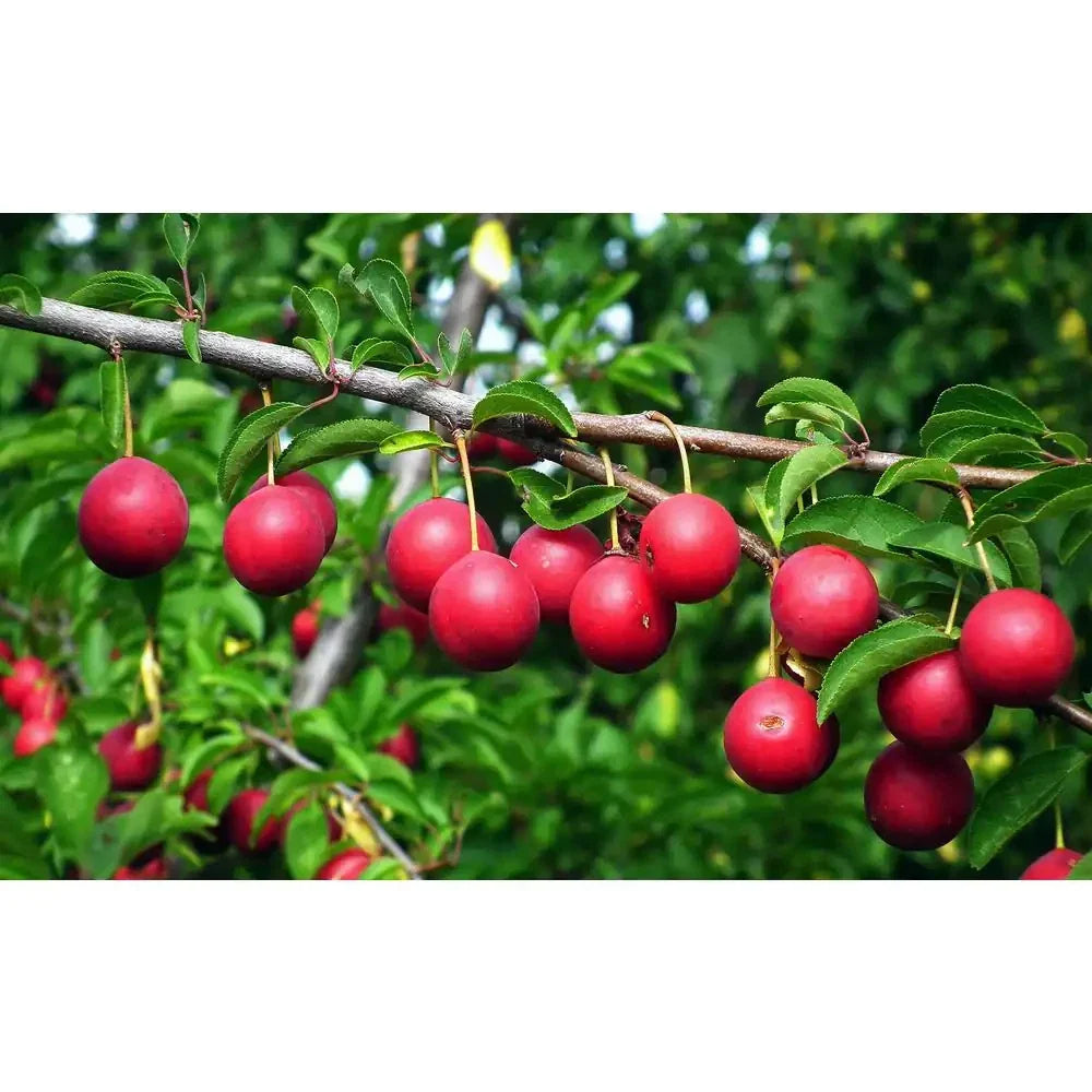 Dwarf Beauty Plum Tree Bare Root – Compact Fruit Tree for Small Gardens, Prunus domestica, Self-Pollinating