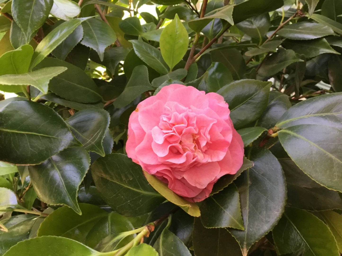 Camellia Cuttings 10 Cuts Rose Pink Ruffle Blooms Camellia japonica February to May Flowering