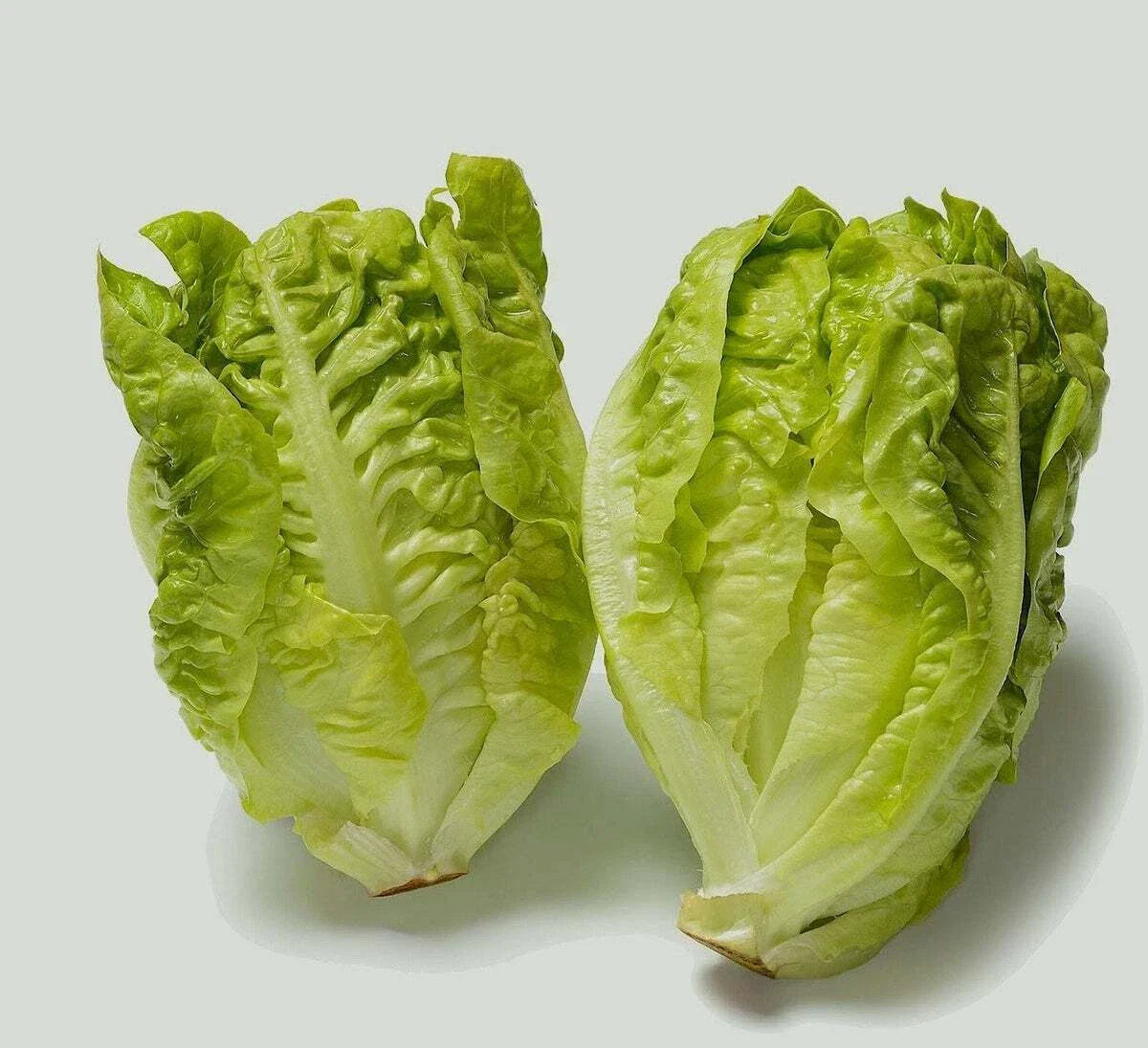 Butterhead Lettuce Seeds | Little Gem | NON-GMO Heirloom | Lactuca sativa